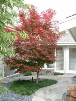 Fall color as a patio focal point.