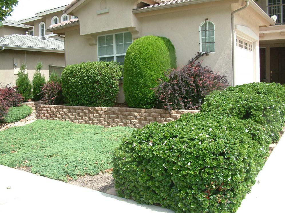 Lawnless Front Yard
