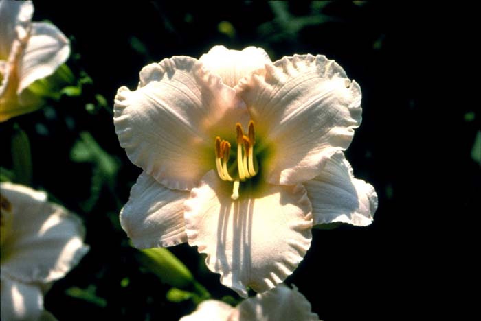 Plant photo of: Hemerocallis 'Lullaby Baby'