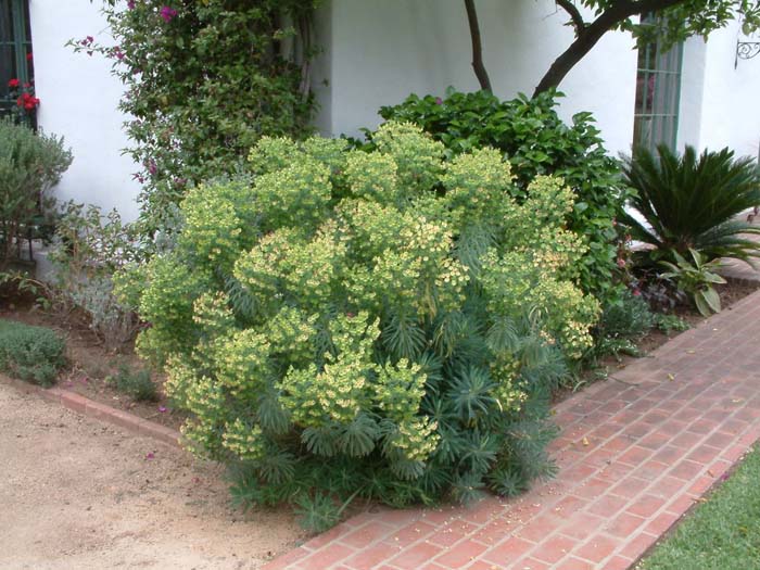 Dome Euphorbia