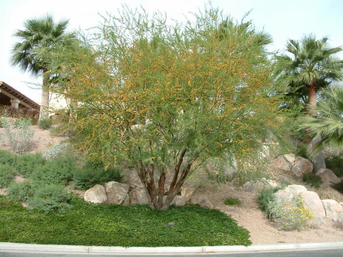 Plant photo of: Acacia farnesiana