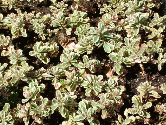 Plant photo of: Sedum spurium 'Tricolor'