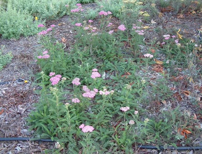 Plant photo of: Achillea 'Island Pink'