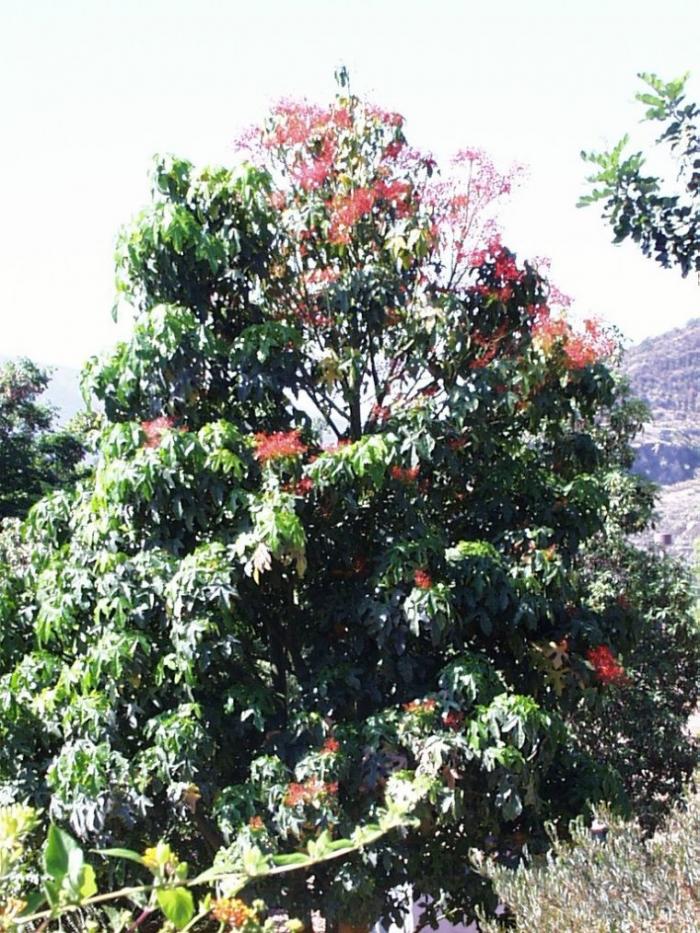 Plant photo of: Brachychiton acerifolius