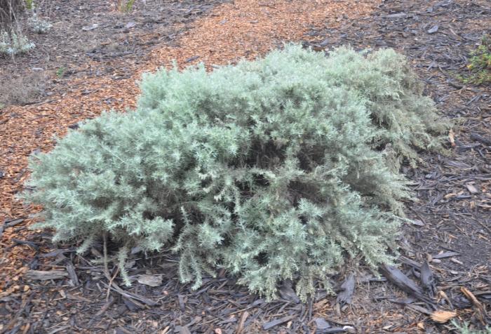 Plant photo of: Artemisia 'Montara'