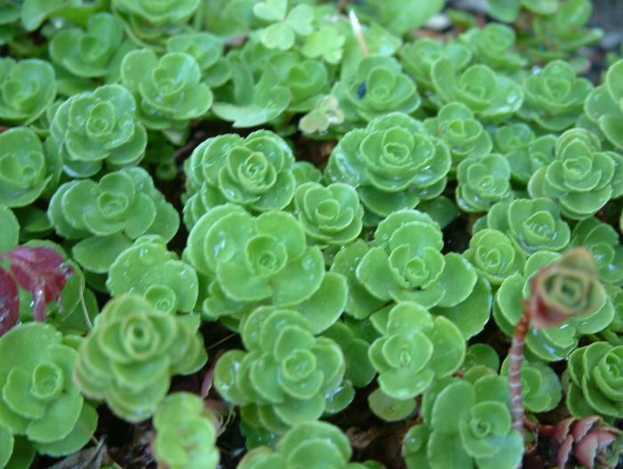 Plant photo of: Sedum spathulifolium