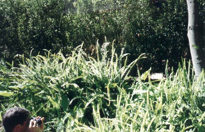 Plant photo of: Nephrolepis cordifolia