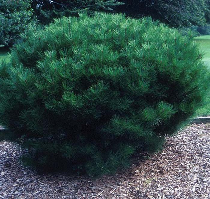 Pinus densiflora 'Umbraculifera' Dwarf
