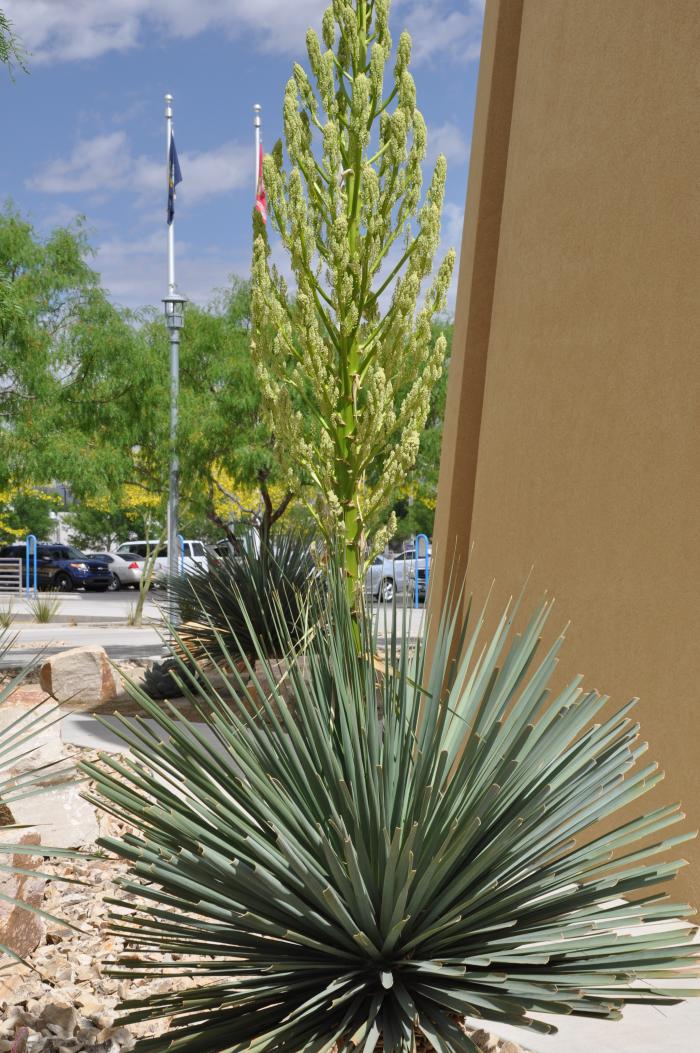Plant photo of: Yucca filamentosa