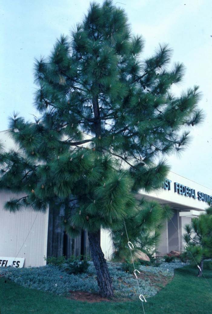Plant photo of: Pinus roxburghii