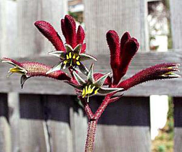 Plant photo of: Anigozanthos flavidus 'Red Cross'