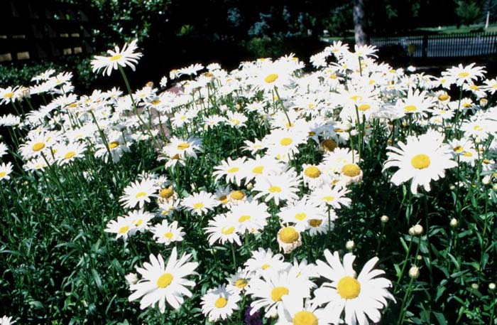 Plant photo of: Chrysanthemum maximum