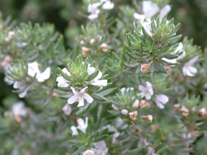 Plant photo of: Westringia fruticosa