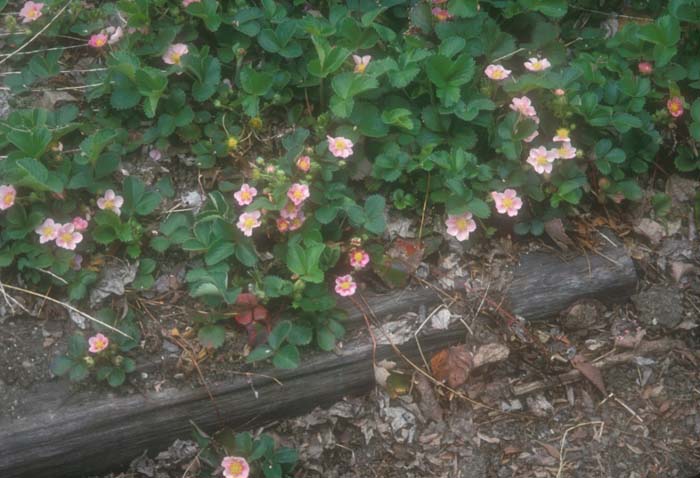 Plant photo of: Fragaria 'Pink Panda'