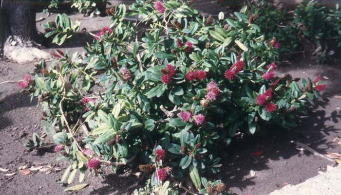 Plant photo of: Hebe 'Evansii'