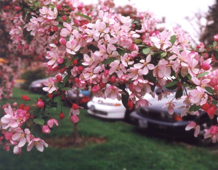 Japanese Flowering Crabapple
