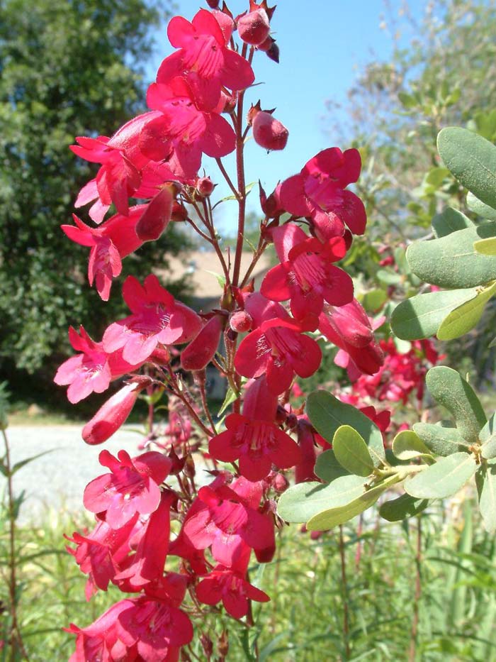 Plant photo of: Penstemon hybrids 'Ruby King'