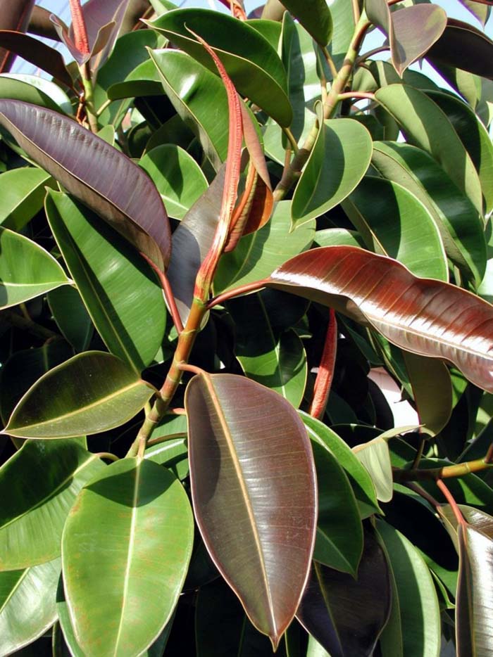 Plant photo of: Ficus elastica
