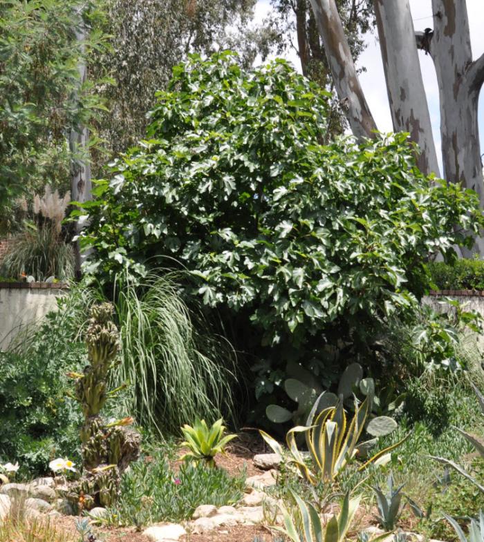 Plant photo of: Persea americana