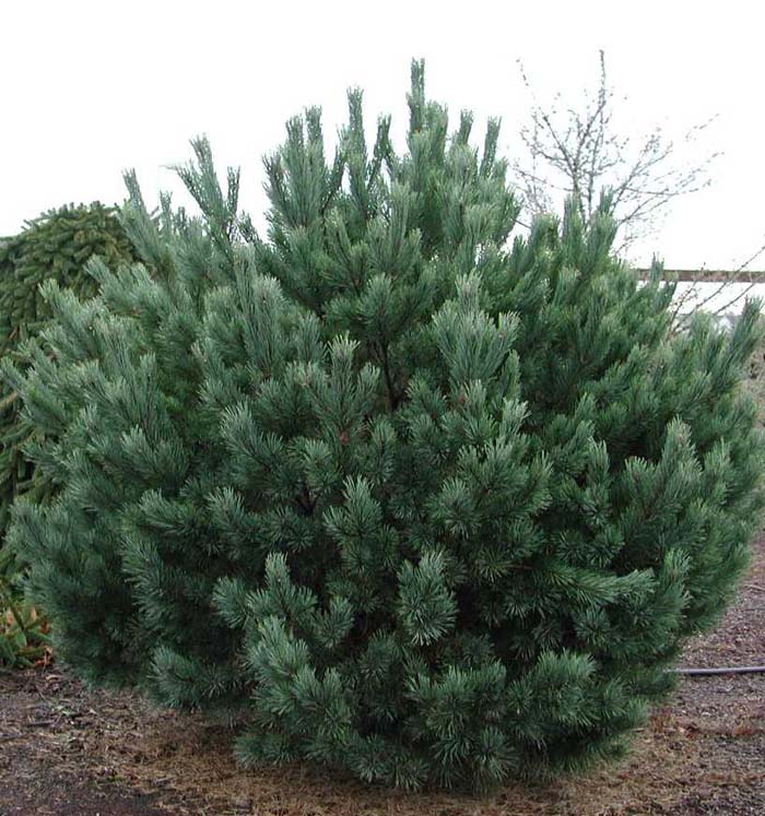 Plant photo of: Pinus sylvestris 'Nana'