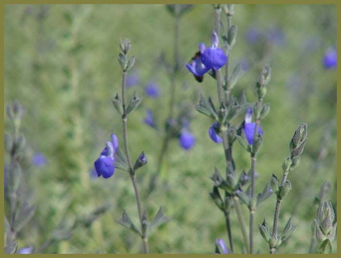 Mexican Blue Sage