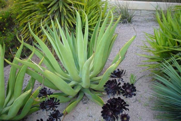 Octopus Agave