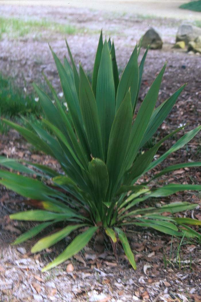 Plant photo of: Doryanthes palmeri