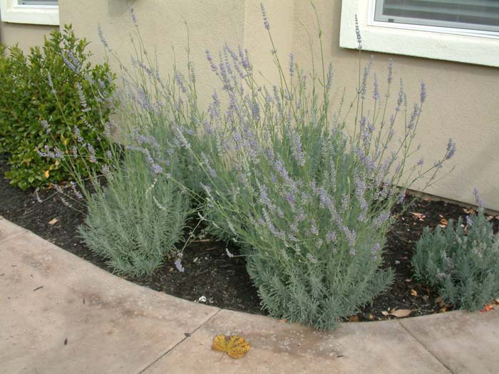 Hedge Lavender