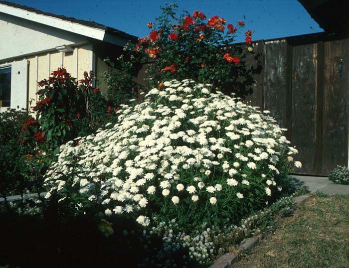 Chrysanthemum frutescens 'White Lady'