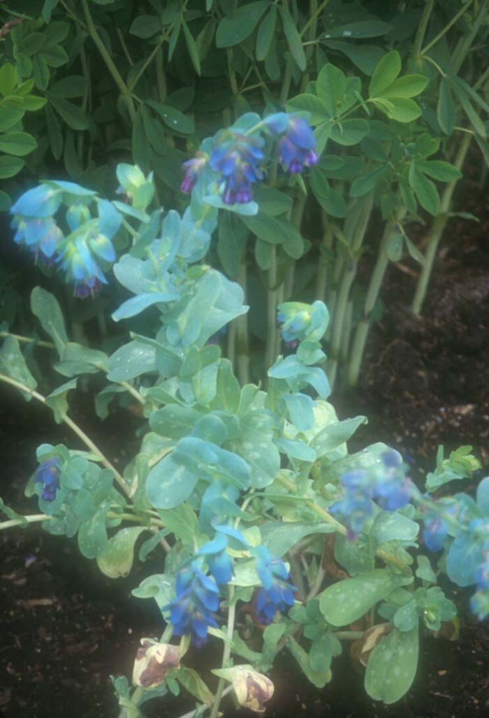 Plant photo of: Cerinthe major