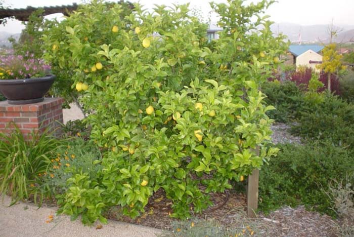 Plant photo of: Citrus sinensis
