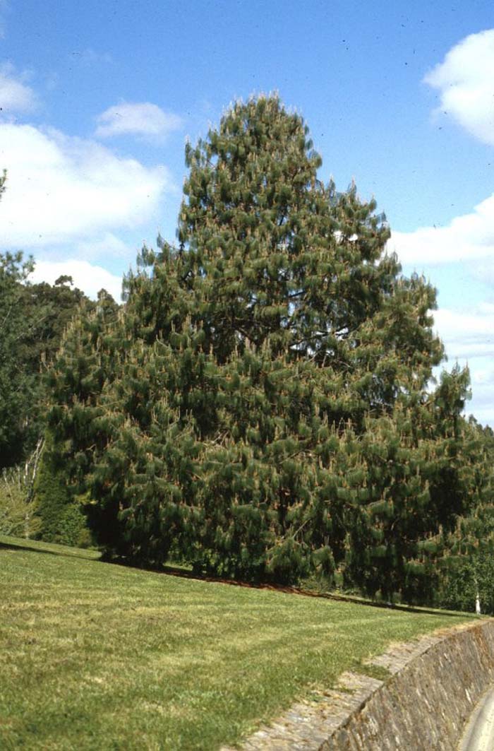 Jelecote Pine, Mexican Pine