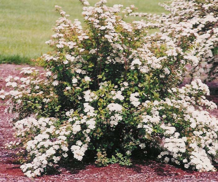 Plant photo of: Spiraea vanhouttei