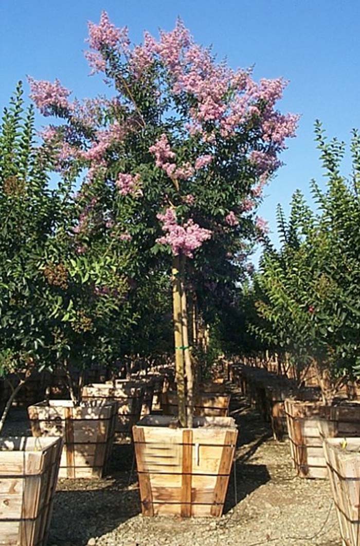 Plant photo of: Lagerstroemia 'Muskogee'