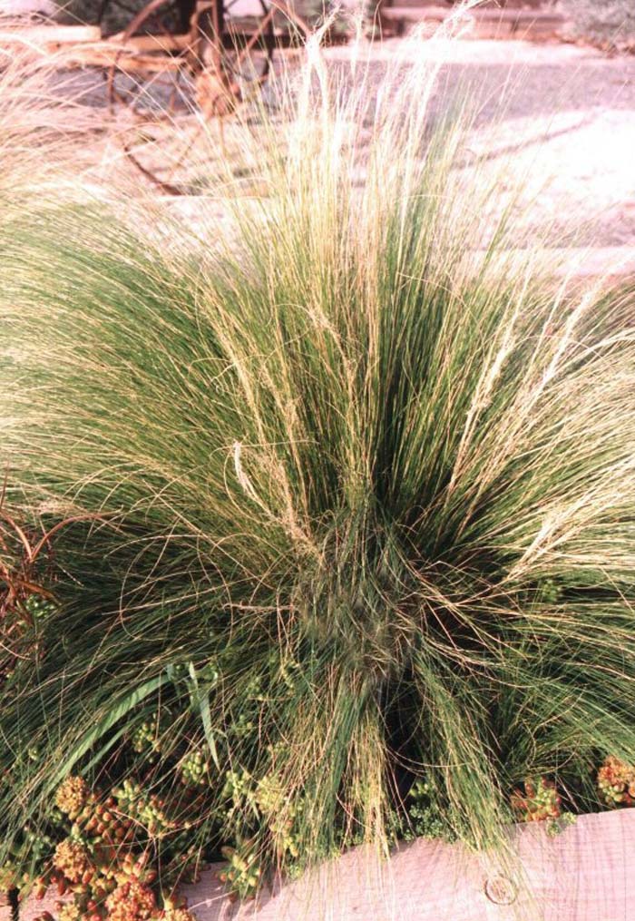 Giant Feather Grass