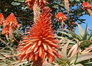 Tree Aloe